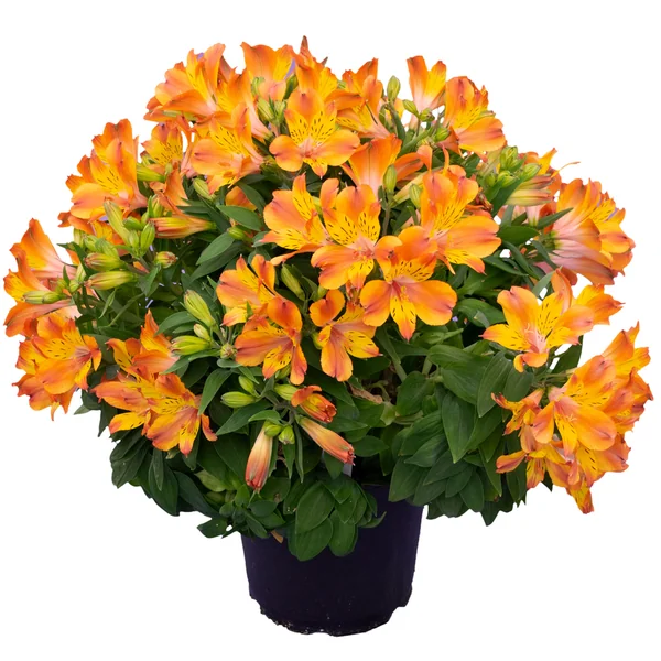 Alstroemeria Inca Aperol