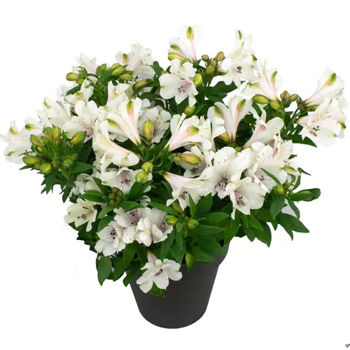 Alstroemeria Inca Concordia