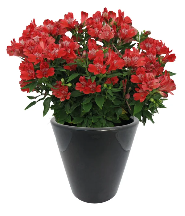 Alstroemeria Inca Pepper