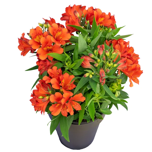 Alstroemeria Inca Sangria