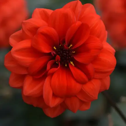 Dahlia City Lights Orange