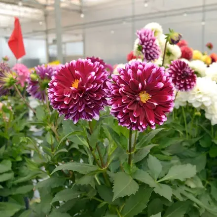 Dahlia Dalina Cancun