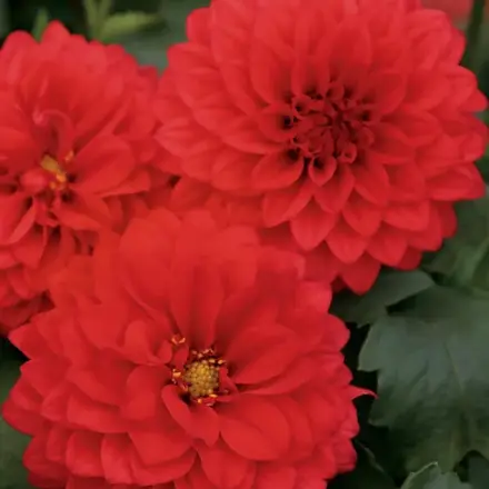 Dahlia Dalina Topia