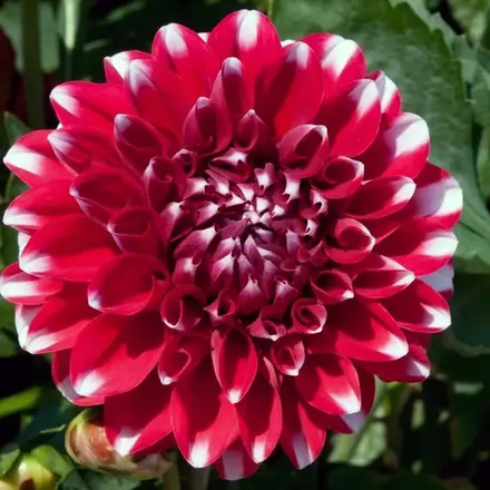 Dahlia Dalina Tampico