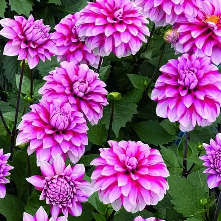Dahlia Dalina Cherry Glow