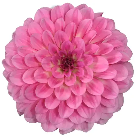 Dahlia Dalina Pink Blast