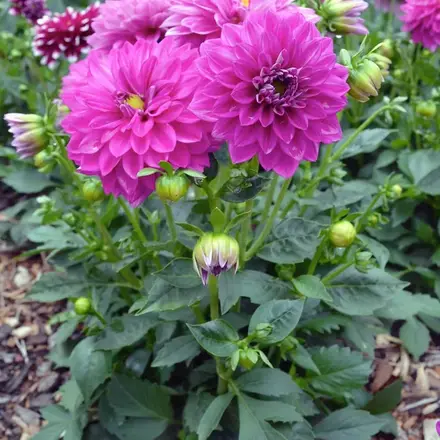 Dahlia Dalina Cadena