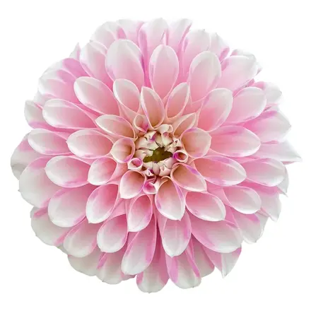 Dahlia Dalaya Indira