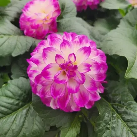 Dahlia Mardi Gras