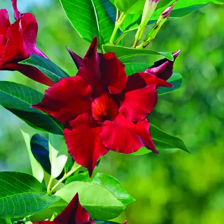 Dipladenia Jade Red