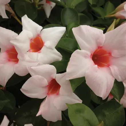 Dipladenia Jade Appleblossom