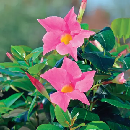 Dipladenia Jade Pink