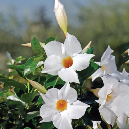 Dipladenia Jade White