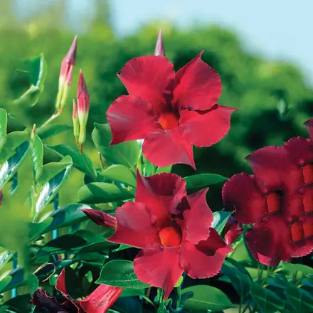 Dipladenia Opale Grenat