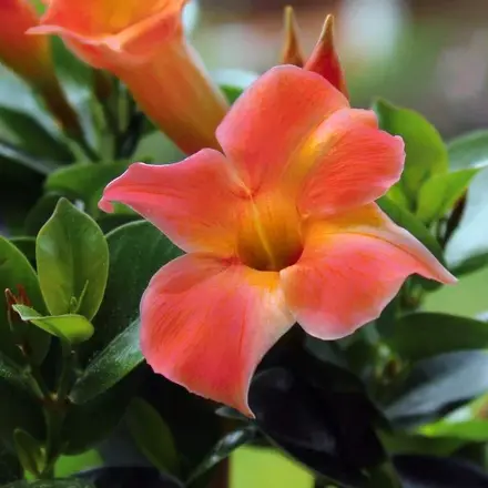 Dipladenia Opale Coral Orange Sunrise