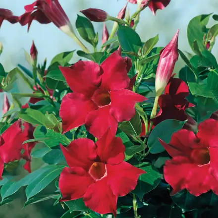 Dipladenia Rubis Red