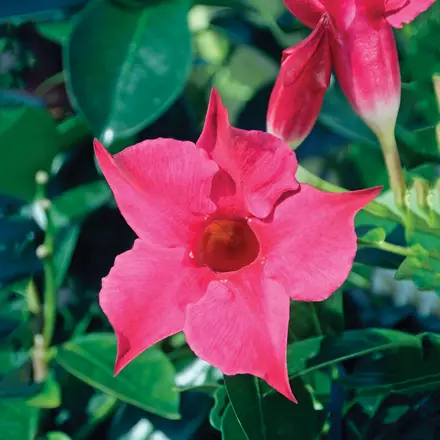 Dipladenia Rubis Fuchsia