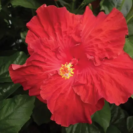 Hibiscus Rio Clara Absolute Ruby