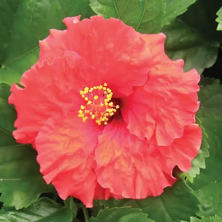Hibiscus Rio Clara Ruffled Red