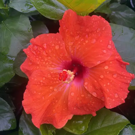 Hibiscus Rio Clara Living Coral