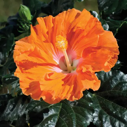 Hibiscus Rio Clara Orange Sunburst