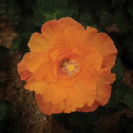 Hibiscus Rio Clara Sunset Ruffle