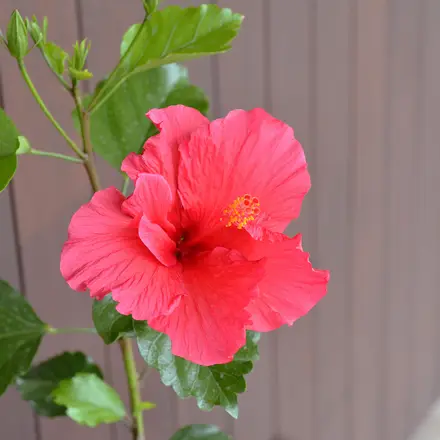 Hibiscus Rio Clara Candy Pink
