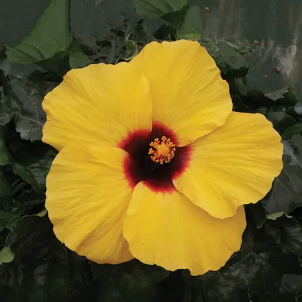 Hibiscus Rio Clara Lemon Delight
