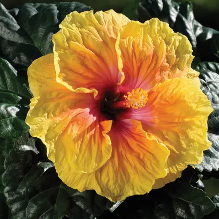 Hibiscus Rio Clara Peach Melba