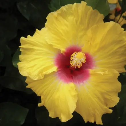 Hibiscus Rio Clara Yellow Sunburst
