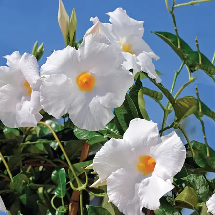 Mandevilla Agathe White